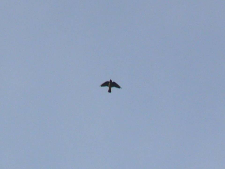 FIGURE 1 FIGURE 1